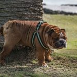 Fuengirola inför böter för hundägare som inte tvättar urin